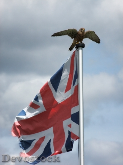Devostock Patriotic British Eagle Flag