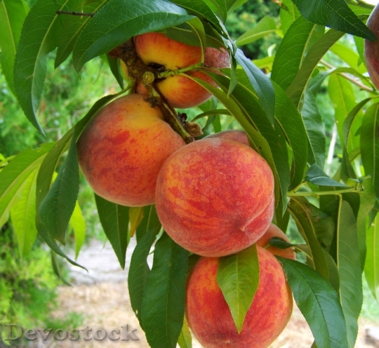 Devostock Peach Fruit Mature 846962