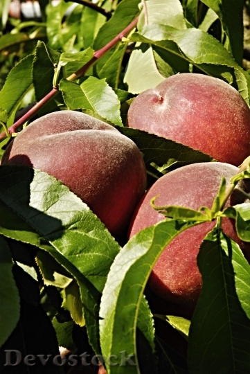 Devostock Peach Peaches Tree Fruits