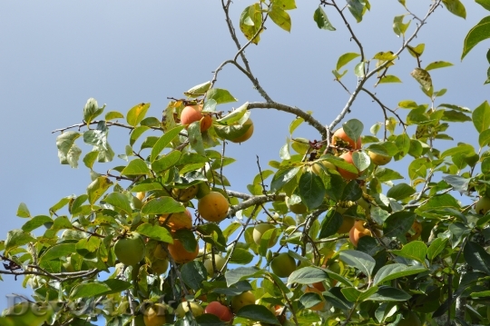 Devostock Peaches Fruit Fruit Tree