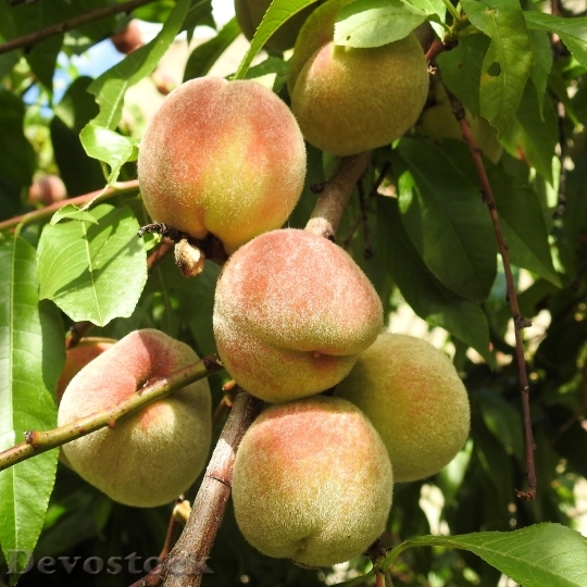 Devostock Peaches Peach Tree Fruit