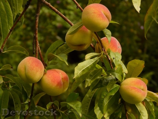 Devostock Peaches Peach Tree Malum 0