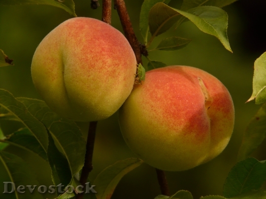Devostock Peaches Peach Tree Malum 1