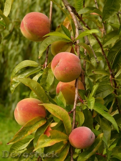Devostock Peaches Peach Tree Malum