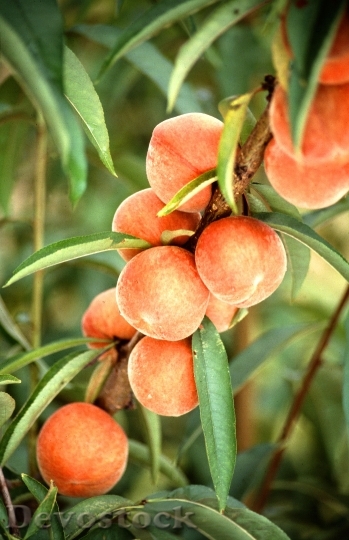Devostock Peaches Tree Fruit Growing