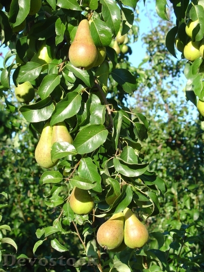 Devostock Pear Finland Tree Fruits