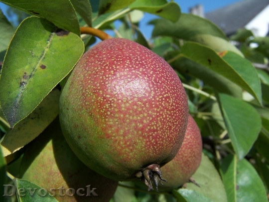 Devostock Pear Fruit Foliage Summer
