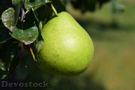 Devostock Pear Fruit Fruits Summer 0
