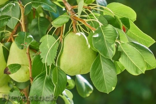 Devostock Pear Fruit Nature Fruits 0