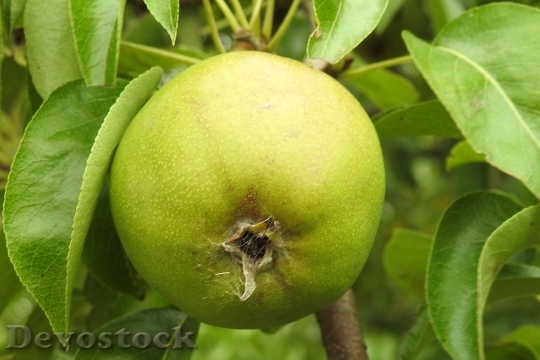 Devostock Pear Fruit Nature Summer