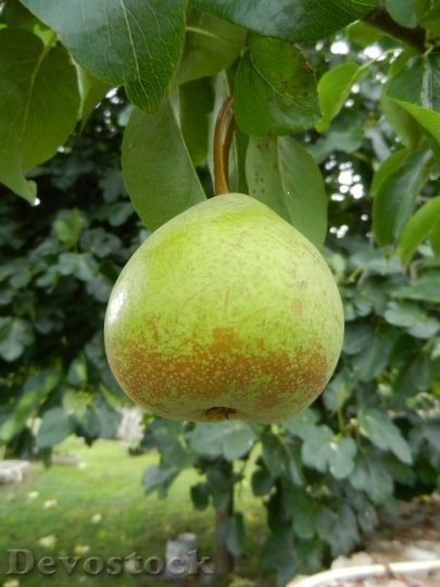 Devostock Pear Fruit Orchard 924266
