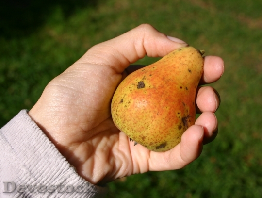 Devostock Pear Fruit Orchard Streuobstbirne