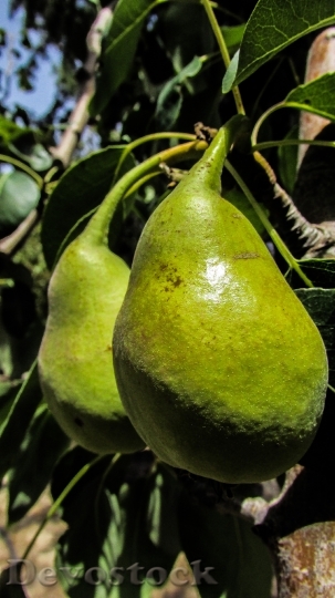 Devostock Pear Fruit Tree Garden
