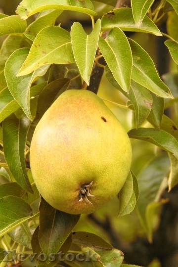 Devostock Pear Green Road Fruit