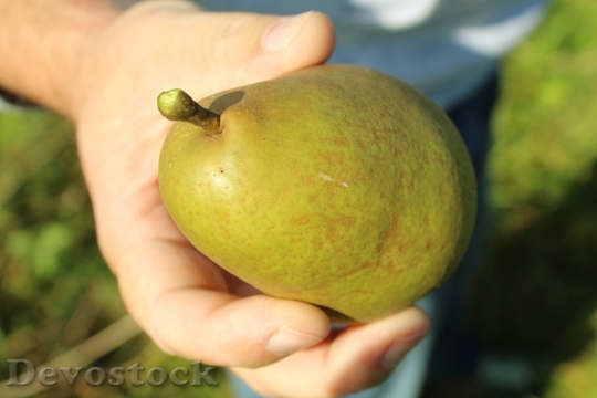 Devostock Pear Hand Fruit Man