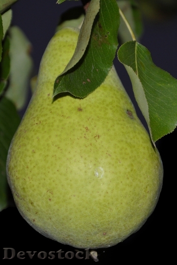 Devostock Pear Leaves Fruit Ripe