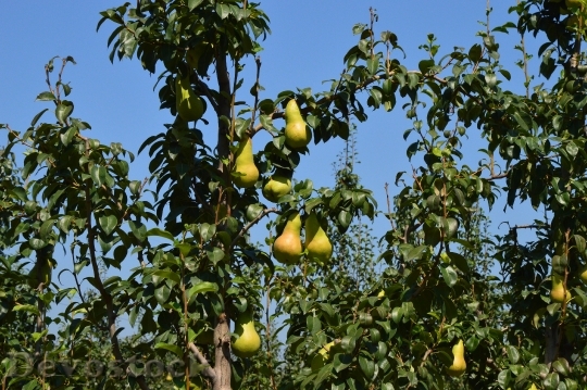 Devostock Pear Orchard Fruit Tree 0