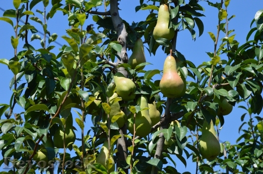 Devostock Pear Orchard Fruit Tree
