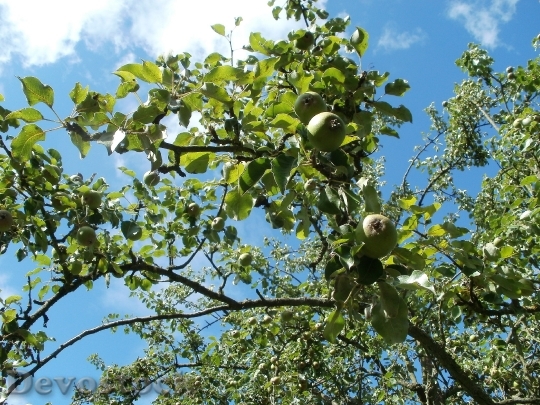 Devostock Pear Tree Trees Pyrus