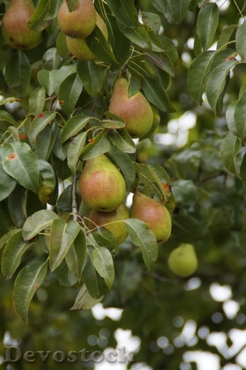 Devostock Pears Autumn Pear Ripe