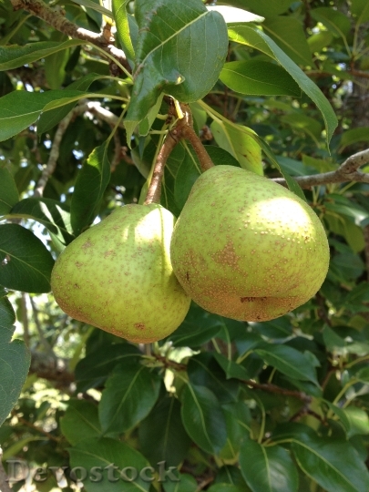 Devostock Pears Fruit Organic Natural