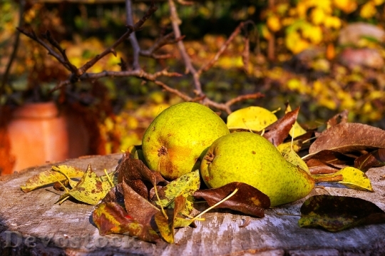 Devostock Pears Harvest Fruit Autumn 1