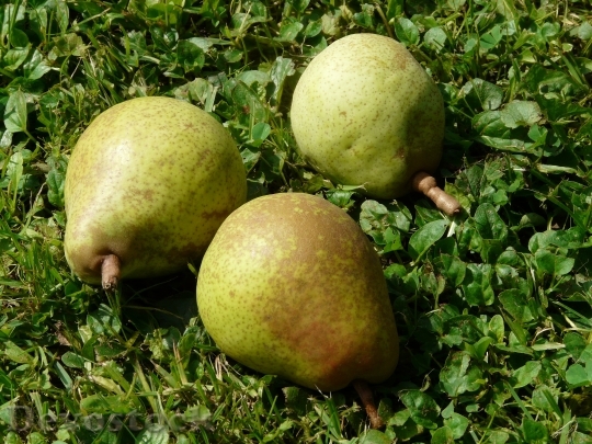 Devostock Pears Meadow Harvest Pick 0