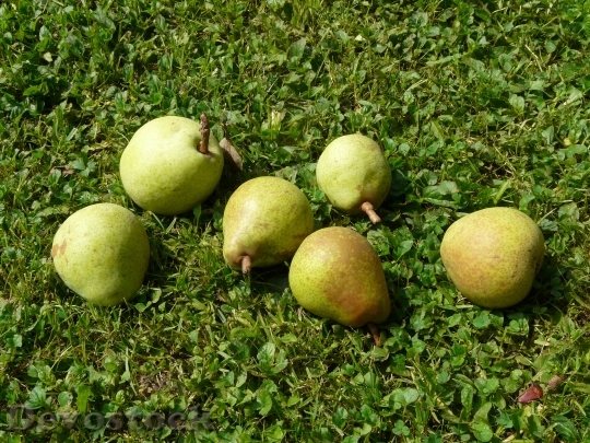 Devostock Pears Meadow Harvest Pick