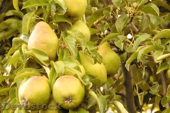 Devostock Pears Pear Green Road