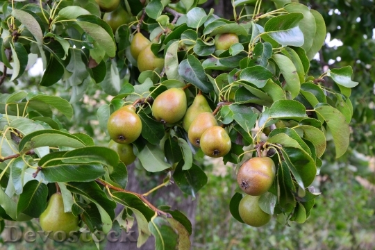 Devostock Pears Pear Orchard Fruits