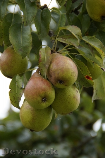 Devostock Pears Ripe Fruit Harvest