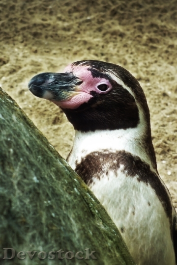 Devostock Penguin Water Penguins Animal