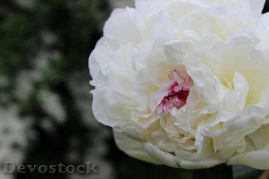 Devostock Peony White Blossom Bloom