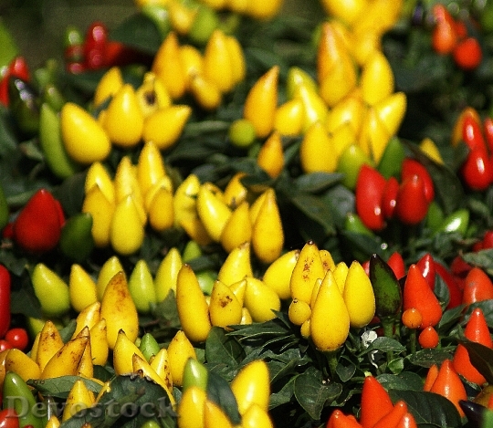 Devostock Peppers Paprika Fruit Fruiting