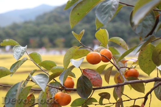 Devostock Persimmon Autumn Fruit Harvest