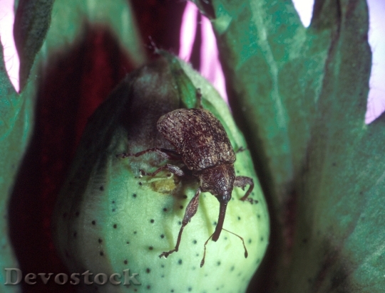 Devostock Pest Boll Weevil Destructive