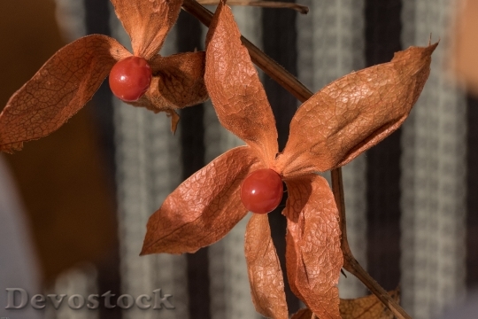 Devostock Physalis Berry Fruit Berry