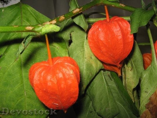 Devostock Physalis Fruit Red Flower