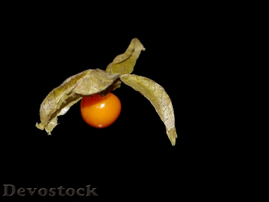 Devostock Physalis Vitamins Orange Fruit 0