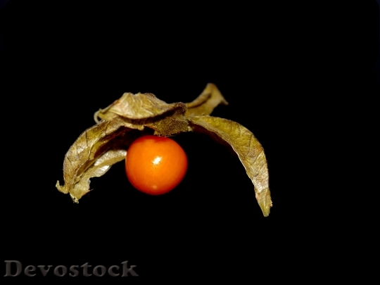 Devostock Physalis Vitamins Orange Fruit