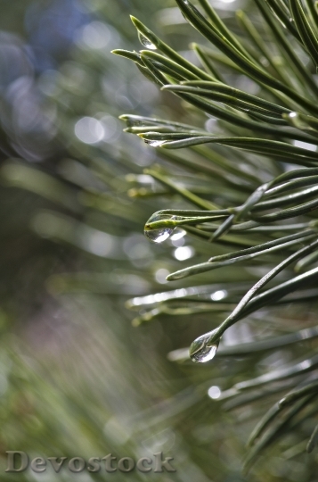Devostock Pine Rain Tree Conifer