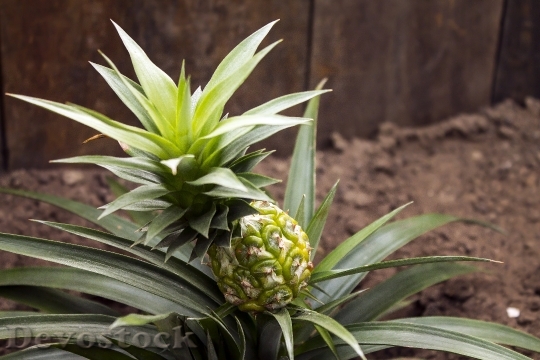 Devostock Pineapple Fruit Plant Nature
