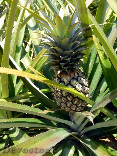 Devostock Pineapple Fruit Tropical Exotic 0