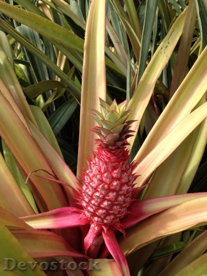 Devostock Pineapple Fruit Tropical Garden