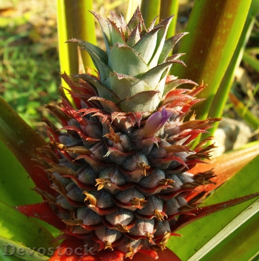 Devostock Pineapple Fruits Outdoor 174393