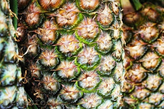 Devostock Pineapple Texture Macro Pattern