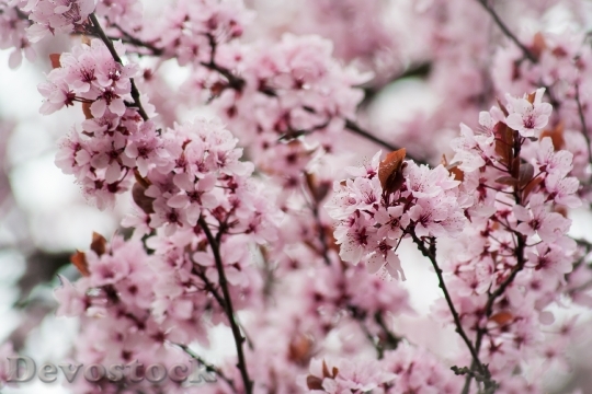 Devostock Pink Cherry Blossom Bloom 0