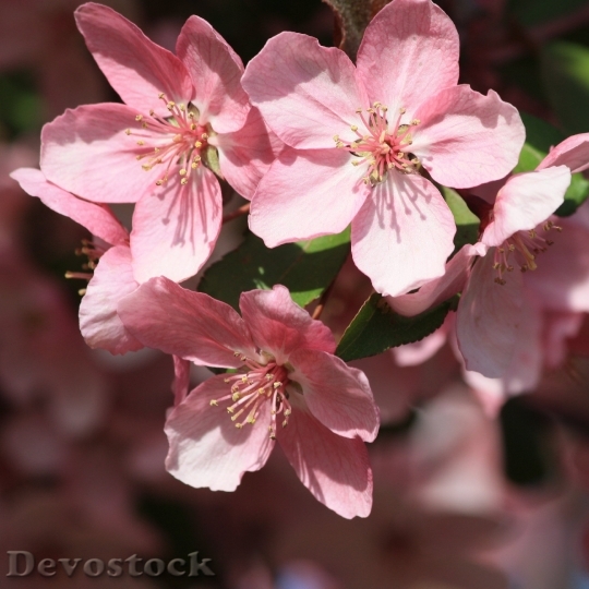 Devostock Pink Flowers Spring Flowering 0