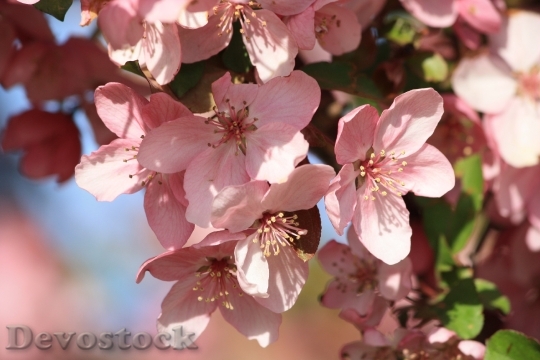 Devostock Pink Flowers Spring Flowering
