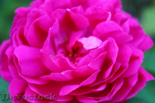 Devostock Pink Rose Blossom Bloom